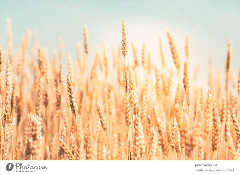 Golden wheat Summer Environment Nature Agricultural crop Growth Fresh Natural Yellow agricultural agriculture background Cereal corn Cornfield country ear Farm