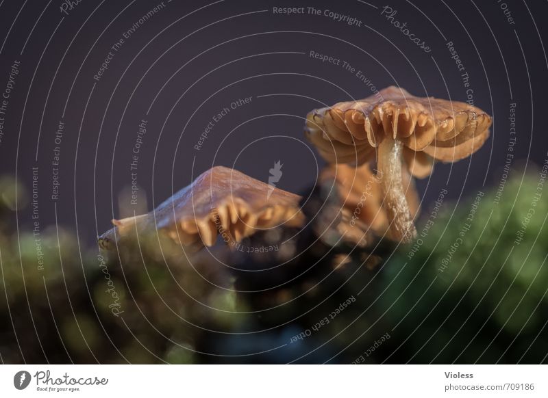Still Standing Mushroom Macro (Extreme close-up) Dark Shallow depth of field Thunder and lightning Plant Nature
