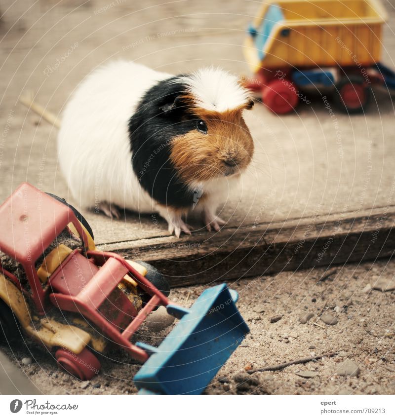 Toys are us Animal Pet Petting zoo Guinea pig 1 Utilize Playing Brash Broken Kitsch Small Cute Joy Happiness Anticipation Enthusiasm Self-confident Cool (slang)
