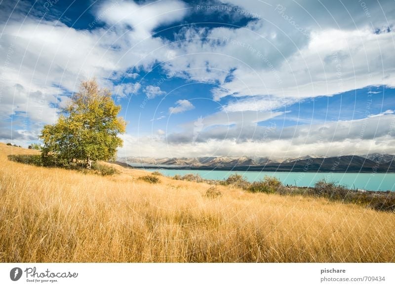 autumn Landscape Clouds Autumn Beautiful weather Tree Grass Meadow Natural Yellow Nature Seasons New Zealand Colour photo Exterior shot Day Deep depth of field