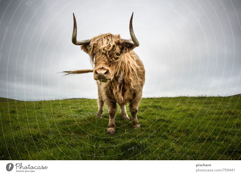 moo Meadow Animal Farm animal Cow 1 Curiosity Cattle Highland cattle New Zealand Colour photo Exterior shot Day Deep depth of field Wide angle Looking