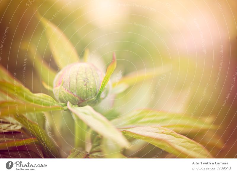 AST 7 I bursting with spring Nature Plant Spring Flower Peony Garden Park Growth Fresh Natural Beautiful Bud Subdued colour Exterior shot Close-up Detail
