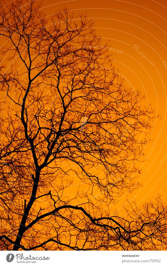 orange sky Sky Red Tree Black Orange Shadow silhuette Morning Structures and shapes Branch