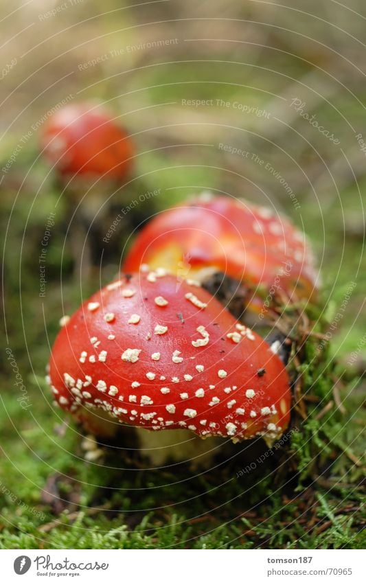 meeting Collection Amanita mushroom Mushroom poisoning Colour Multiple Nature Fly