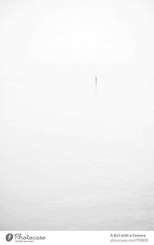 AST I Silence Environment Nature Bad weather Fog Lakeside Lake Constance Esthetic Exceptional Elegant Original White Calm Pole Subdued colour Experimental