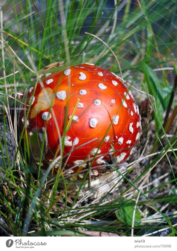 red with white dots Amanita mushroom Red White Spotted Grass Blade of grass Poison Mushroom Point Patch sound