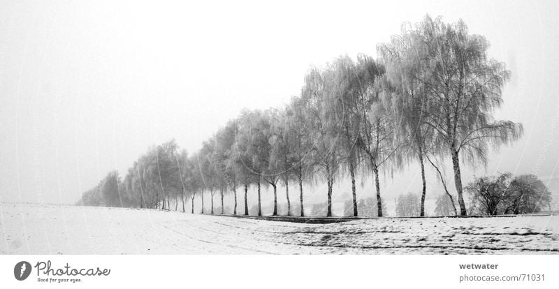white day White Cold Winter Tree Avenue Black Dreary Fog Snow row Structures and shapes Branch Death