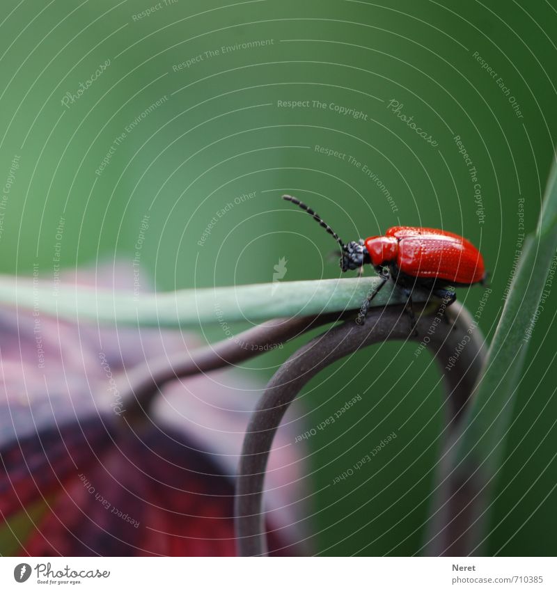 red beetle Wild animal Lily beetle Beetle 1 Animal Esthetic Green Violet Red Endurance Voracious Environment Colour photo Subdued colour Exterior shot Close-up
