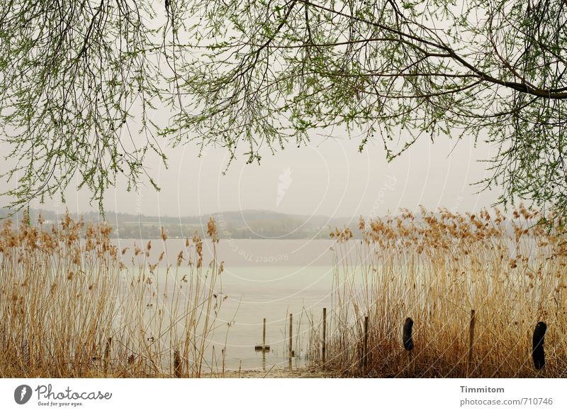 AST 7 | boatless lake Trip Environment Nature Water Sky Tree Common Reed Lakeside Lake Constance Pole Simple Natural Emotions Calm Dream Colour photo