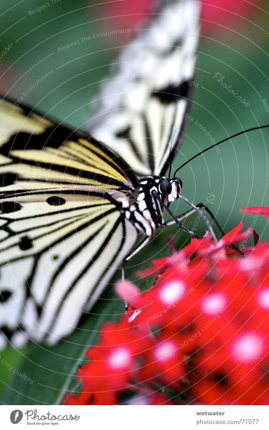 Macro Butterfly Macro (Extreme close-up) White Blossom Flower Insect Feeler Red Blur Summer Nature Fragile Small Delicate Stamen black Legs Wing depth blur