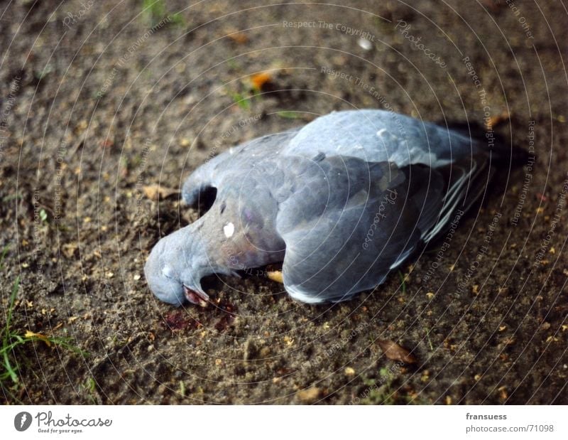 fallen Pigeon Sleep Slate blue Feather Animal Bird Death Peaceful Earth Floor covering Like blissfully