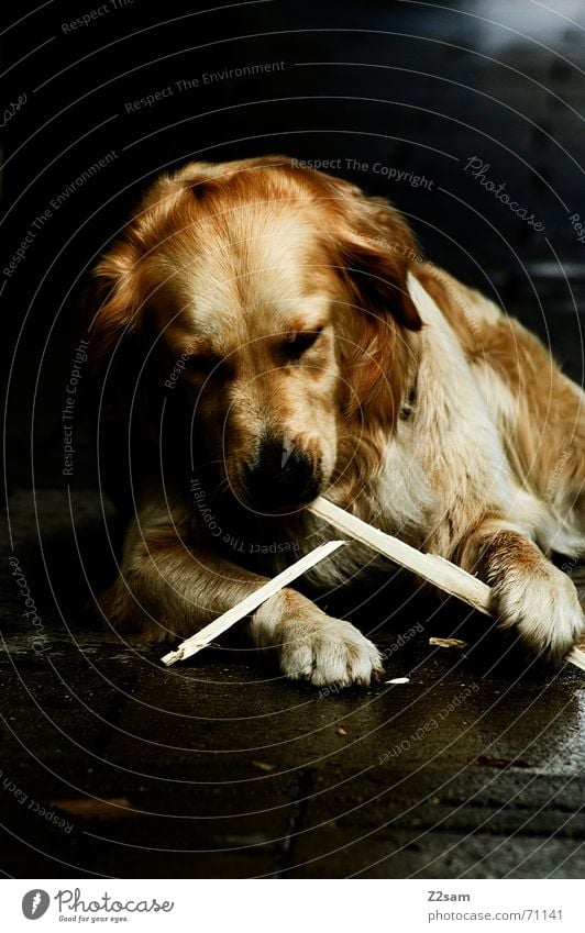 play with the stick.... III Dog Animal Stick Playing Golden Retriever Friendliness Sweet Cute Paw Lie retriever Action