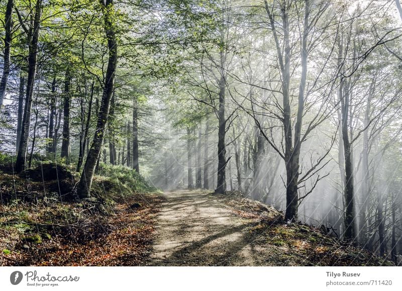 Mystic road trough the forest Beautiful Sun Mountain Nature Tree Forest Places Street Lanes & trails Natural Brown Green Colour Peace wood inside Spain Europe