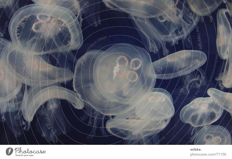 Floating in a Swarm Animal Water Jellyfish Aquarium Group of animals Blue White Float in the water Marine animal Colour photo Subdued colour Underwater photo
