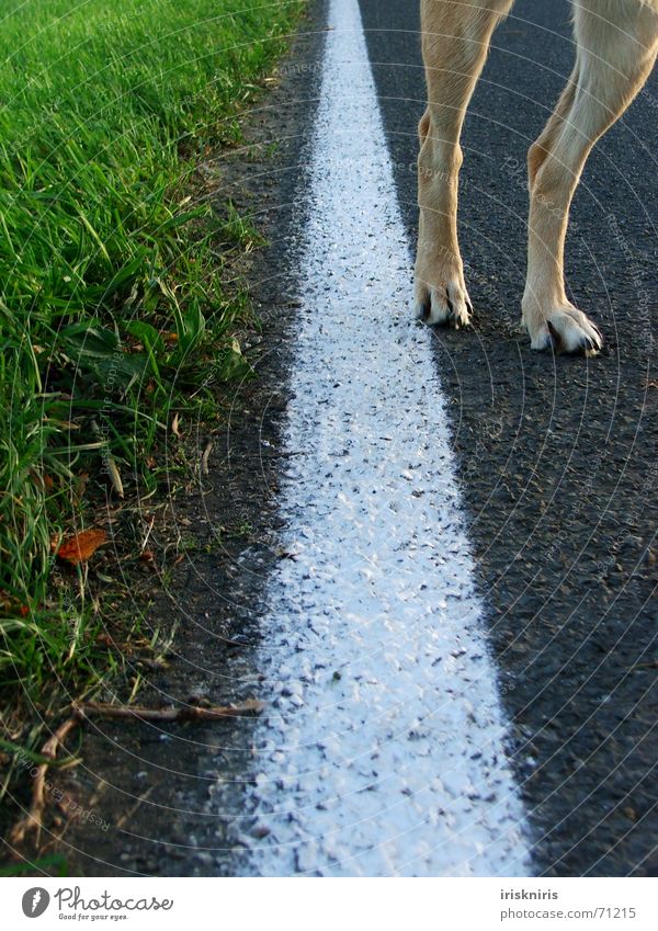 Paw way! Grass Roadside White Line Dog Legs Lanes & trails Nature Street Detail Parts of body Lane markings Exceptional Street dog
