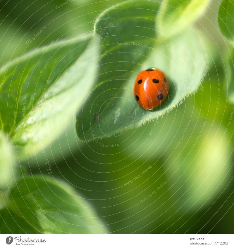 beetlelike Ladybird 1 Animal Sign Happy Hope Optimism Point Beetle Spring Egg Reddish green Colour photo Exterior shot Close-up Pattern Structures and shapes