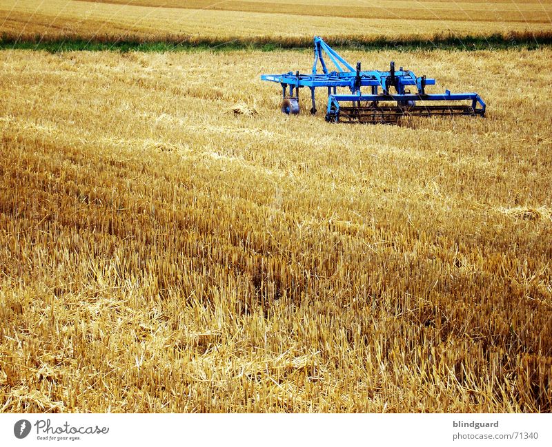 The work is done. Wheat Summer Physics Perspiration Chewing gum Field Horizon Ear of corn Work and employment Working equipment Cut off Subsidy Destruction