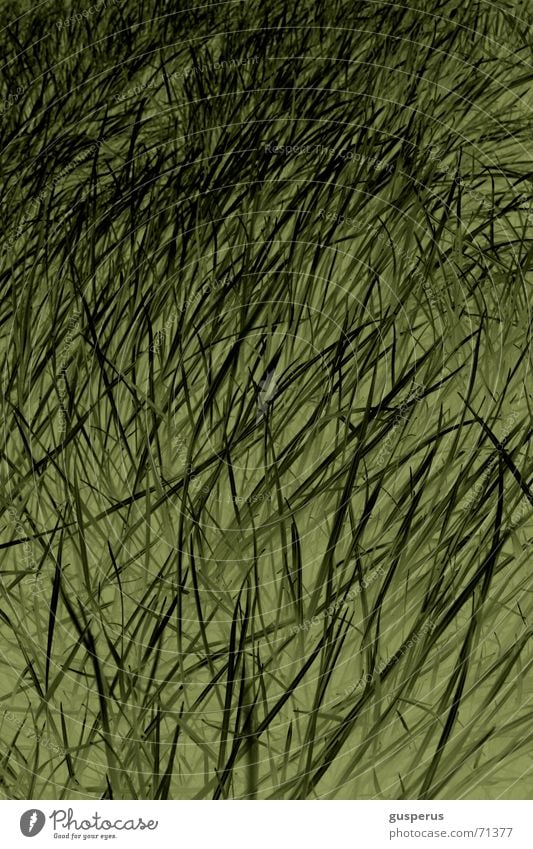 { ChaosTheory 2wei } Lie Sheepish Muddled Green Growth Grass Blade of grass Structures and shapes Comforting Tall Nature thrive hear grass grow early exercises