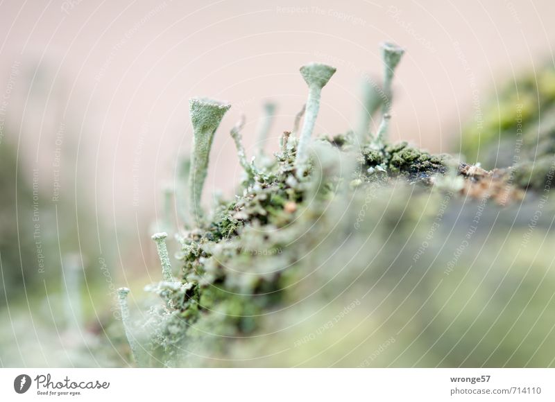 Forest Trumpets II Nature Plant Spring Lichen trumpet braiding Small Natural Gray Green Macro (Extreme close-up) Woodground Cladonia fimbriata Detail Mushroom