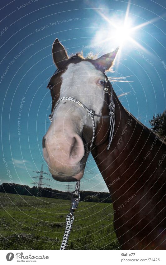 sun horse Horse Meadow Nostrils Back-light Halter Sun Sky paint Blue Fisheye
