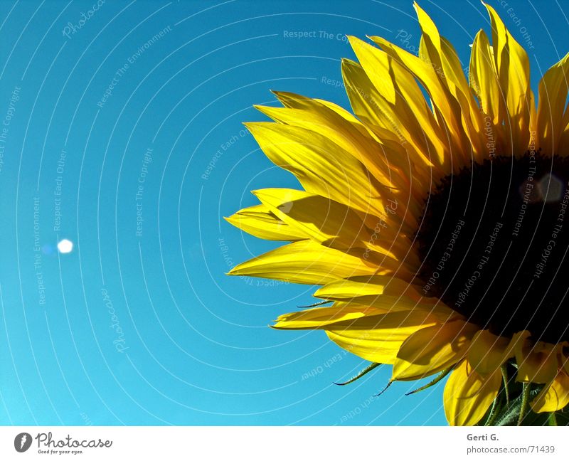 always shine beautifully Summer Sun Physics Alcohol-fueled Yellow Sunflower Sunflower seed Light Patch of light Beautiful weather Warmth Blue leaky