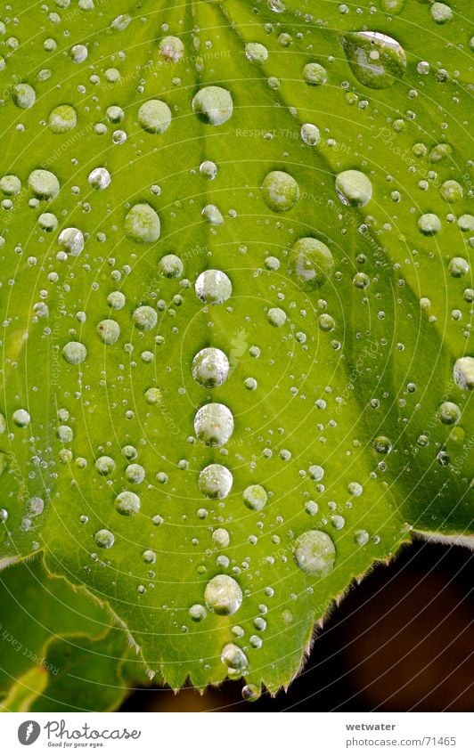 water drops Drops of water Leaf Green Near Fresh Nature Dew Wet Juicy Foliage plant Spring Jump waterdrop leave macr Macro (Extreme close-up) morning row