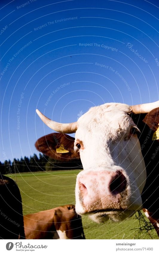 Portrait of a cow Cow Livestock Nostril Cattle Pleasant Cattle Pasture Advantage Grass Meadow Agriculture Sky Whole milk Green space Happiness Grassland