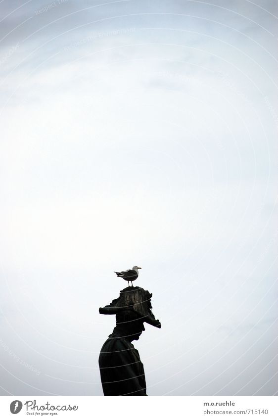 on top (podest III) Masculine 1 Human being Monument Animal Bird Seagull Relationship Colour photo
