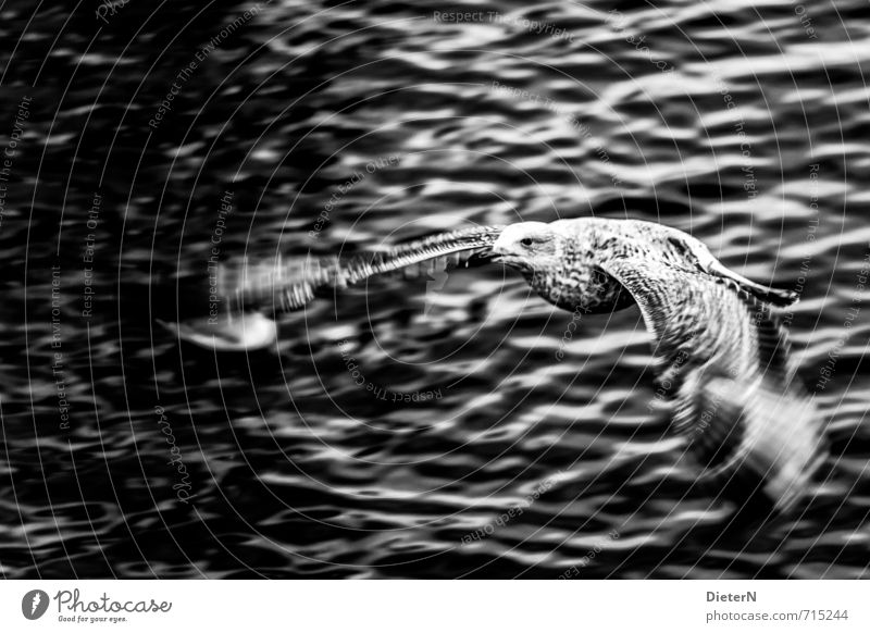 flapping Animal Bird 1 Gray Black White Seagull Water Waves Wing Black & white photo Exterior shot Copy Space left Copy Space top Light Shadow Contrast