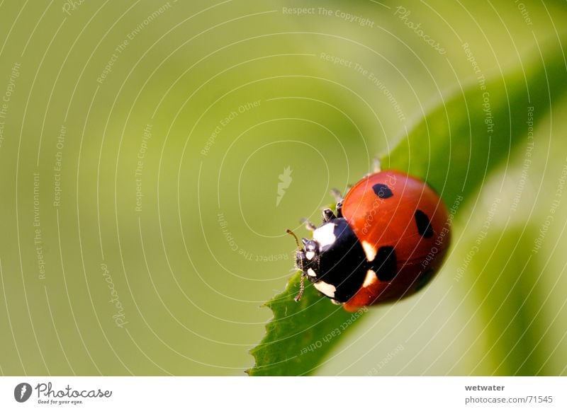ladybird Ladybird Bow Red Black Yellow Blossom Flower Insect Nature Summer Spring Jump Wake up Fragile Small Green Light Leaf ladybug Beetle Point Joy happy