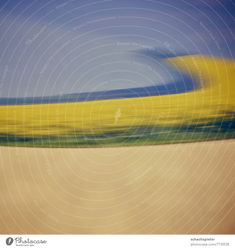 RAPS I Nature Landscape Plant Agricultural crop Canola Canola field Field Footpath Car Blue Brown Yellow Reflection Colour photo Exterior shot Abstract Deserted