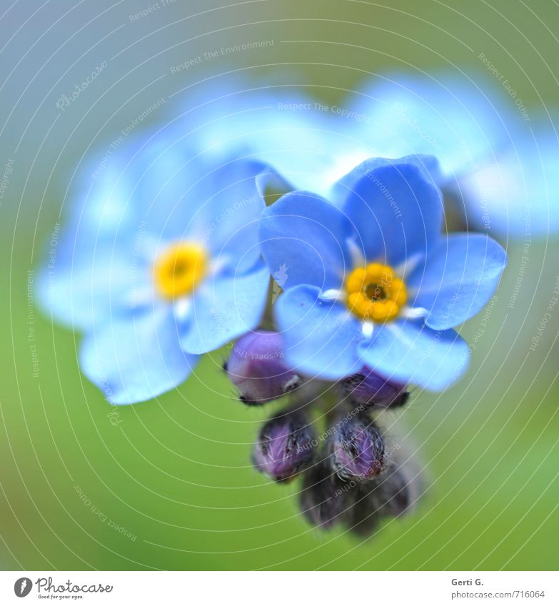 forget me not Nature Plant Flower Wild plant Forget-me-not Garden Small Near Soft Blue Green Emotions Delicate Vulnerable Colour photo Exterior shot Close-up