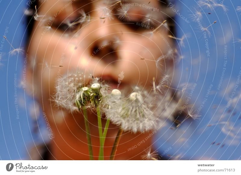 Blowing Dandelion 2 Allergy Air Summer Desire Happy Flying Blue Face Wind Girl Seed Pollination