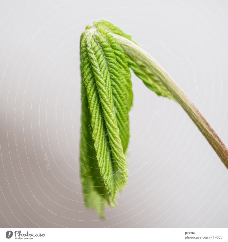 green reality Environment Nature Plant Leaf Wild plant Gray Green Spring Leaf bud Chestnut tree Colour photo Exterior shot Close-up Deserted Copy Space top