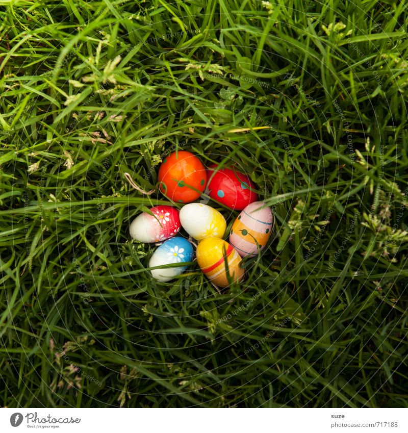 Coloured egg salad Lifestyle Leisure and hobbies Playing Garden Decoration Feasts & Celebrations Easter Infancy Spring Grass Meadow Discover Happiness