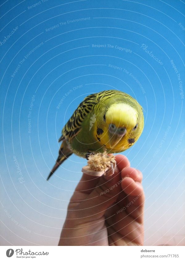 Exotic and colourful bird being hand fed. Bird Animal Zoo Air Peace Hand Pet Yellow Green Small Blue Flying Freedom Smooth Bird 'flu