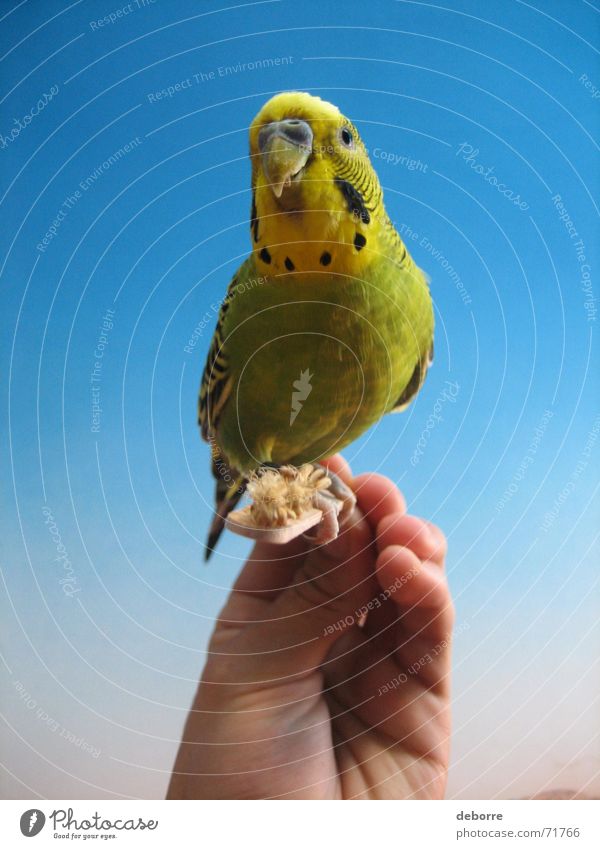 Exotic and colourful bird being hand fed. Bird Animal Zoo Air Peace Hand Pet Yellow Green Small Blue Flying Freedom Smooth