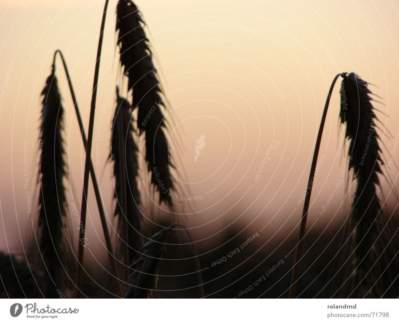 Wheat in the evening light Ear of corn Blade of grass Field Moody Grain Dusk Nature