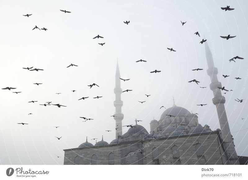 Fog at the Golden Horn Istanbul Turkey Old town Tower Mosque Minaret Domed roof Facade Tourist Attraction Bird Pigeon Flock Flying Esthetic Dark Fantastic Large