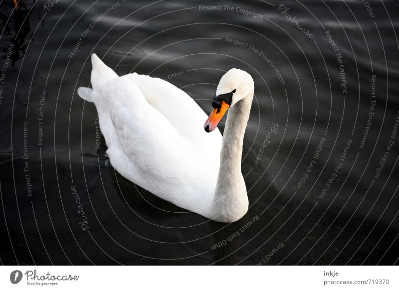 Today I make three crosses in the calendar Water Animal Wild animal Swan 1 Looking Swimming & Bathing Elegant Beautiful Natural Clean Black White Uniqueness
