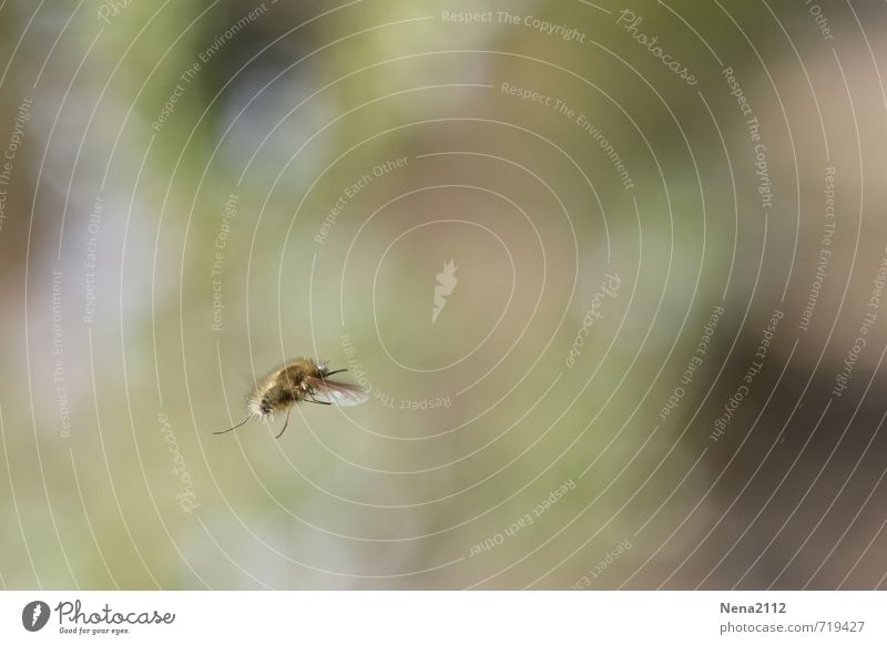 Flying around Environment Nature Animal Air Spring Summer Beautiful weather Garden Park Meadow Field Bee Wing 1 Free Tall Small Colour photo Exterior shot