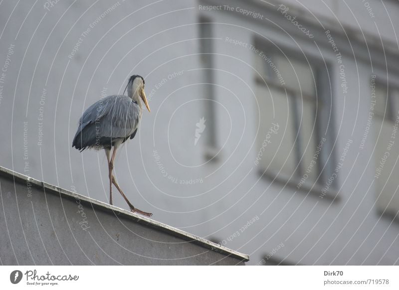 Heron on the roof Environment Istanbul Turkey Downtown House (Residential Structure) Building Facade Window Roof Animal Wild animal Bird Grey heron Rear view 1