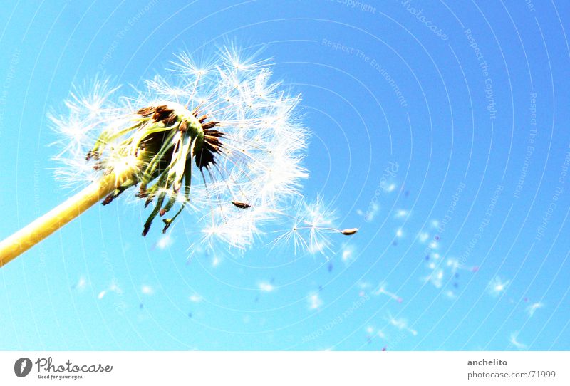 The Answer, My Friend, Is Blowing In The Wind Dandelion Flower Nature Green White Sky Blue sky Clear sky Flake Blossom Calm Summer Sun Macro (Extreme close-up)