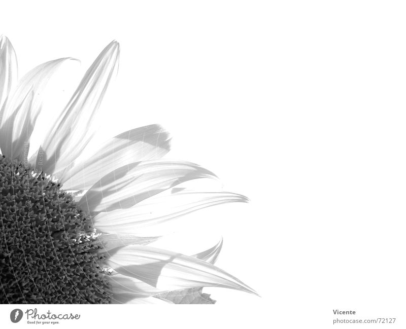 Helianthus annuus [monochrome] Sunflower Black White Gray Monochrome Plant Flower Blossom leave Black & white photo decentralized Corner Nature