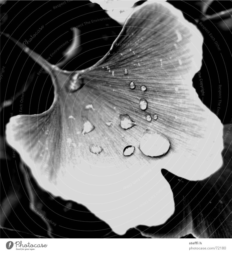 ginkgo Tree Drops of water Rain Plant Black & white photo Water