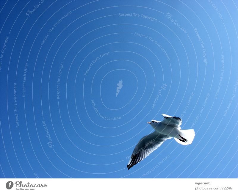 freedom Seagull Bird Free Freedom Sky Aviation Blue Flying