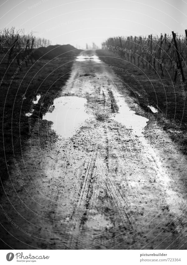bonjour tristesse Wine growing Landscape Earth Water Autumn Winter Bad weather Rain Field Vineyard Deserted Lanes & trails Exceptional Dark Gloomy Moody
