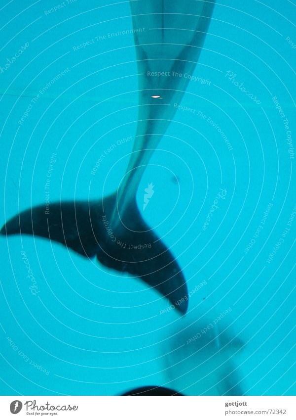dolphin fin Dolphin Turquoise Animal Wilderness Whale Portrait format Ocean Zoo Water wings Underwater photo Blue