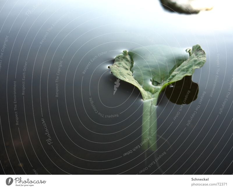Into the unknown Leaf Dark Mysterious Flower Blossom Clover Black Water green leaf in the water floating leaf drifting leaf Nature cold water Rope
