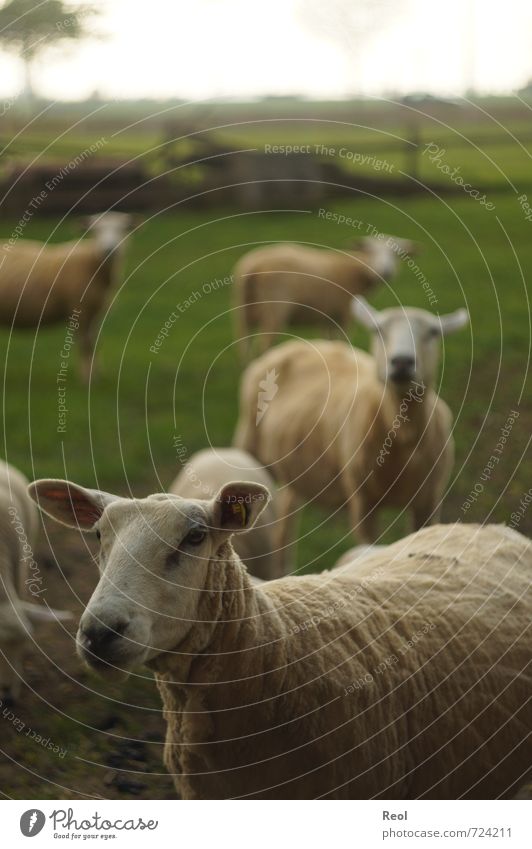 What are you looking at? Environment Animal Sky Spring Grass Farm animal Animal face Sheep Flock 4 Group of animals Herd Animal family Observe Green Black White